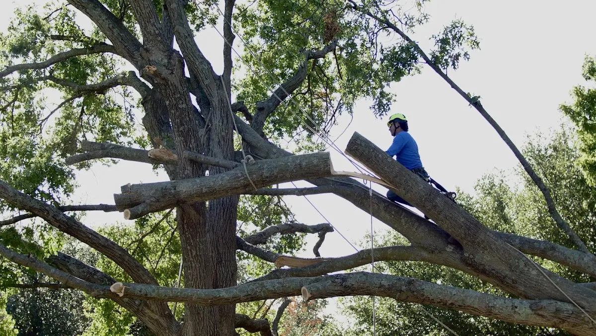 Professional Hazardous Tree Removal performed by certified arborists in Elwell